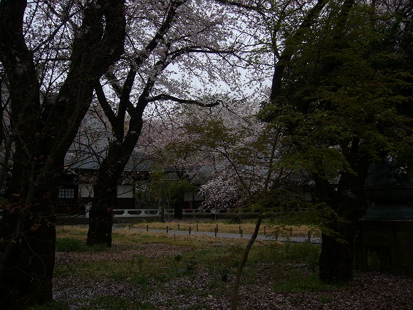 中庭の桜は老木になってしまいました