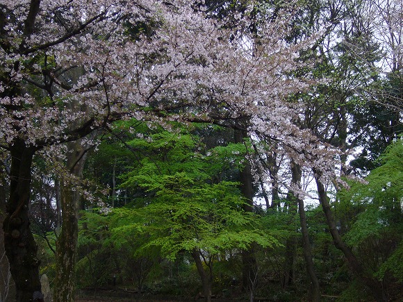 桜と楓がきれいです
